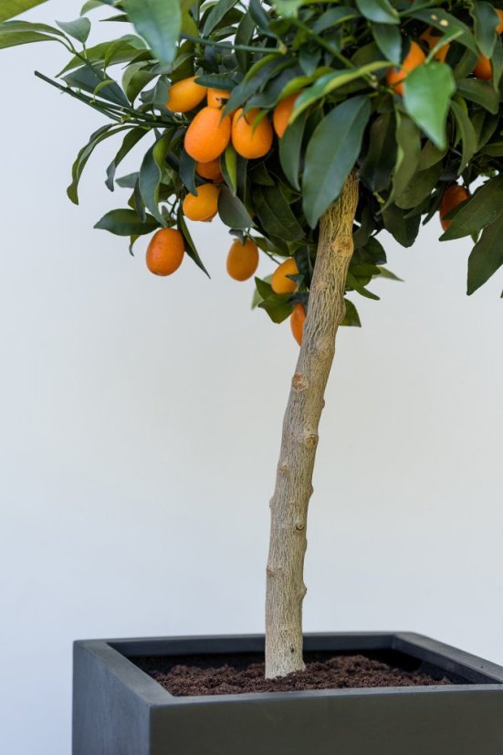 Květináč Bouvy šedý